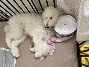 Y.C 様のお迎えした子犬