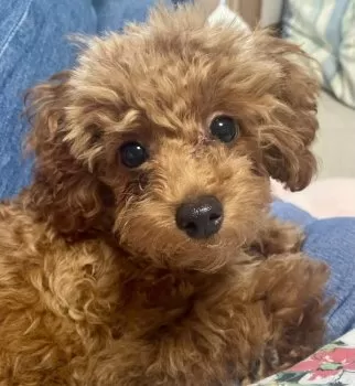 みゆき 様のお迎えした子犬