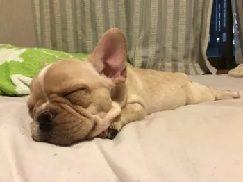 ごんまる 様のお迎えした子犬