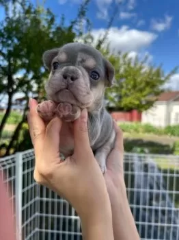 ATSUSHI Arumomi 様のお迎えした子犬