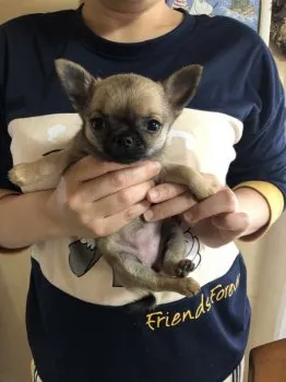 はな 様のお迎えした子犬