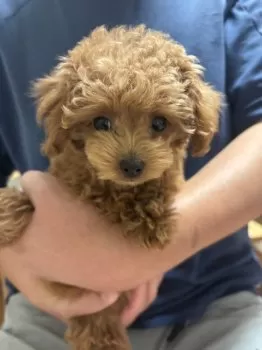 H.K 様のお迎えした子犬