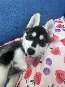 R.H 様のお迎えした子犬