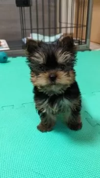 みどりん 様のお迎えした子犬