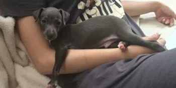 ちこ 様のお迎えした子犬