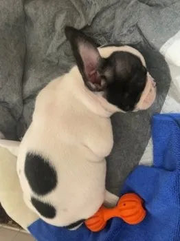 まる 様のお迎えした子犬