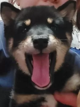 のんちゃん 様のお迎えした子犬