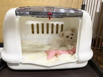 R.T 様のお迎えした子犬