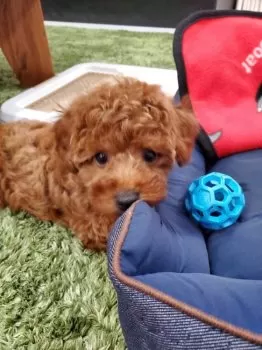 H.T 様のお迎えした子犬