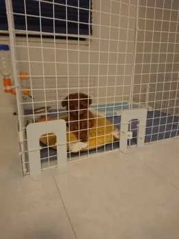 もふりん 様のお迎えした子犬