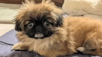 K.M 様のお迎えした子犬