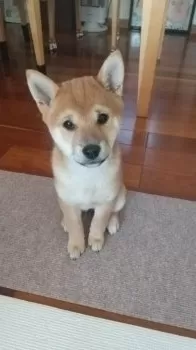 ひ～ 様のお迎えした子犬