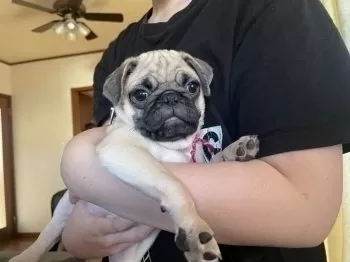 なすみん 様のお迎えした子犬