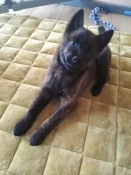 H.K 様のお迎えした子犬