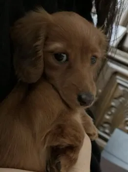 ♡さらん♡ 様のお迎えした子犬