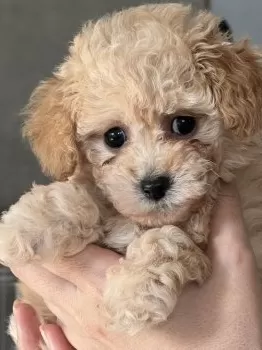 Mukoyama 様のお迎えした子犬