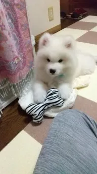 R.T 様のお迎えした子犬