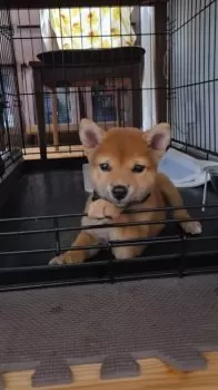 T.N 様のお迎えした子犬