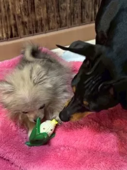 J.Ｉ 様のお迎えした子犬