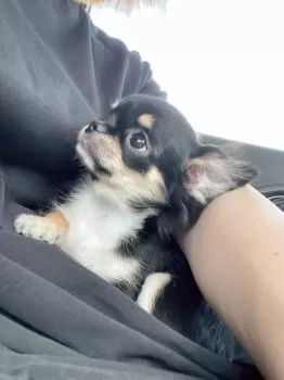 N.O. 様のお迎えした子犬