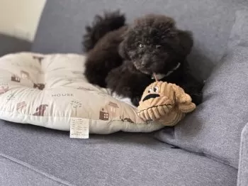 meu 様のお迎えした子犬