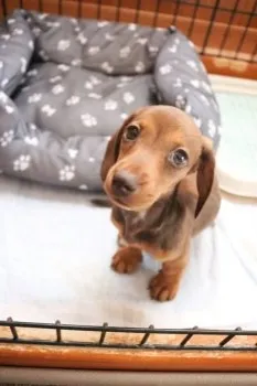 ぷりん 様のお迎えした子犬