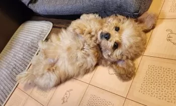 りっくん 様のお迎えした子犬