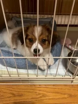 A 様のお迎えした子犬