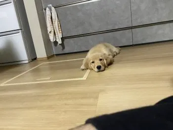 ながちゃん 様のお迎えした子犬