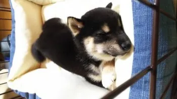 あんずママ 様のお迎えした子犬