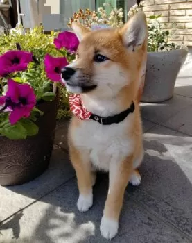 M.Ｉ 様のお迎えした子犬