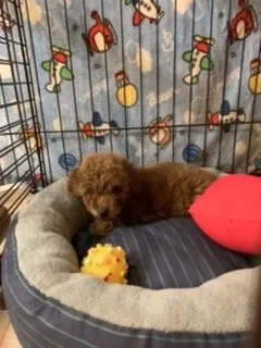 A.U 様のお迎えした子犬