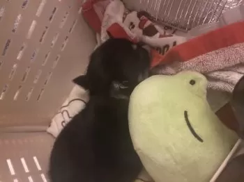 T.B 様のお迎えした子犬