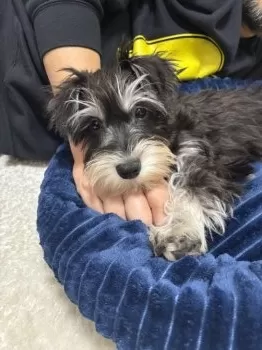 U.K 様のお迎えした子犬