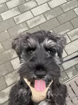 A 様のお迎えした子犬