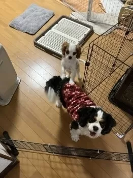 じゅん 様のお迎えした子犬