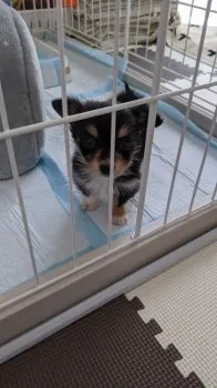 K.M 様のお迎えした子犬