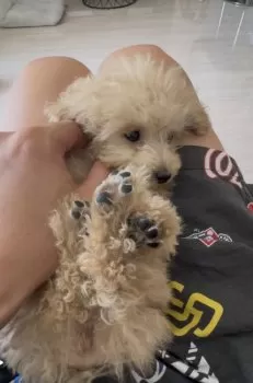 yuuto0603 様のお迎えした子犬