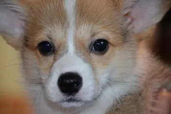 くぅ 様のお迎えした子犬