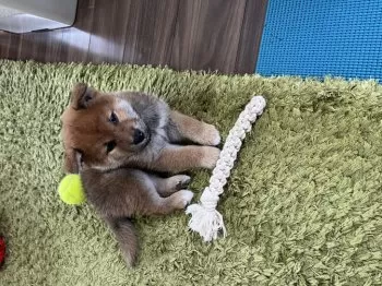 K.K 様のお迎えした子犬