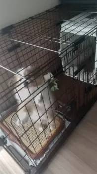 M.M 様のお迎えした子犬