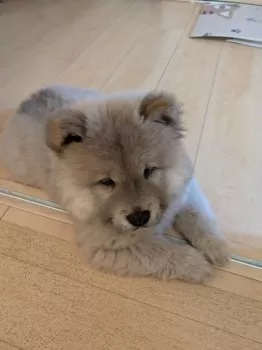 らい 様のお迎えした子犬