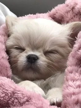 yoshi93 様のお迎えした子犬
