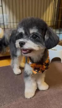 かんちむ 様のお迎えした子犬