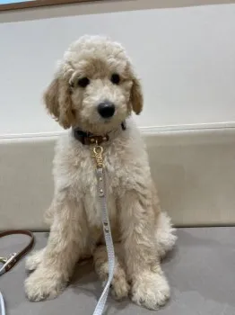 ブランシェまま 様のお迎えした子犬