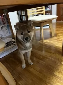 t.watanabe 様のお迎えした子犬
