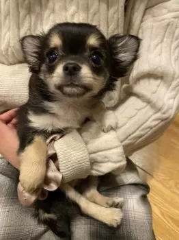N.K 様のお迎えした子犬
