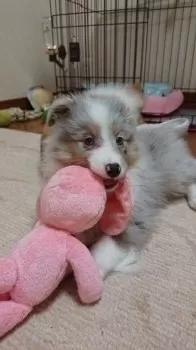 N.M 様のお迎えした子犬