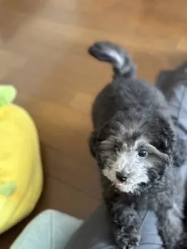 Y.S 様のお迎えした子犬