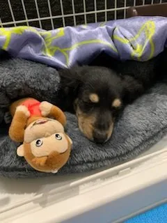 凛々 様のお迎えした子犬